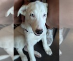 Small #1 American Pit Bull Terrier-Great Pyrenees Mix