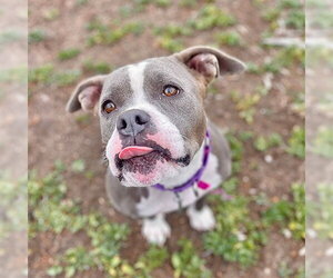 American Staffordshire Terrier Dogs for adoption in Aurora, CO, USA