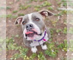 Small American Staffordshire Terrier