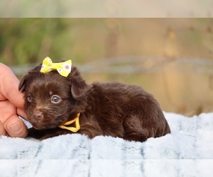 Poodle (Toy)-YorkiePoo Mix Puppy for sale in DYERSBURG, TN, USA