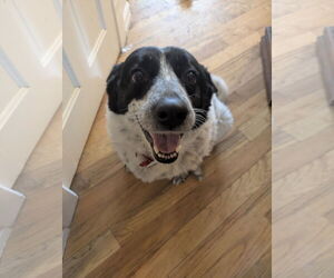 Border Collie-Unknown Mix Dogs for adoption in Sandy, UT, USA