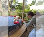 Small #2 Cavalier King Charles Spaniel
