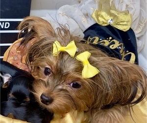Mother of the Yorkshire Terrier puppies born on 07/05/2022