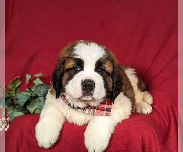 Medium Photo #7 Saint Bernard Puppy For Sale in QUARRYVILLE, PA, USA
