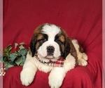 Small Photo #7 Saint Bernard Puppy For Sale in QUARRYVILLE, PA, USA