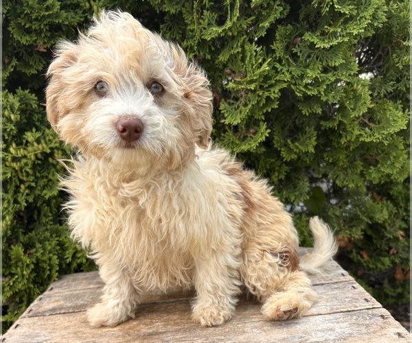 Medium Photo #2 Poo-Ton Puppy For Sale in MIDDLEBURY, IN, USA