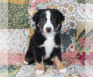 Miniature Australian Shepherd Puppy for sale in HARRISON, OH, USA