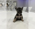 Small Photo #5 French Bulldog Puppy For Sale in FAIRBURN, GA, USA