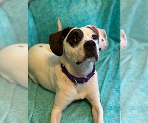 American Pit Bull Terrier-Unknown Mix Dogs for adoption in Catasauqua, PA, USA