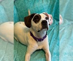 Small American Pit Bull Terrier Mix