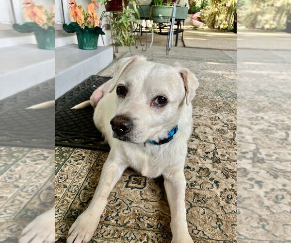 Medium Photo #4 Labbe Puppy For Sale in San Diego, CA, USA