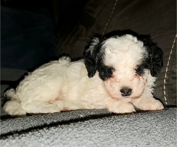 Medium Photo #11 Bernedoodle (Miniature) Puppy For Sale in LEETONIA, OH, USA