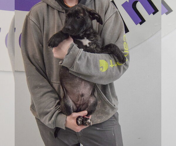 Medium Photo #5 American Staffordshire Terrier-Unknown Mix Puppy For Sale in Huntley, IL, USA