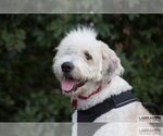 Small Photo #3 Labradoodle Puppy For Sale in Clovis, CA, USA