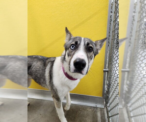 Medium Photo #1 Siberian Husky-Unknown Mix Puppy For Sale in Temple, TX, USA
