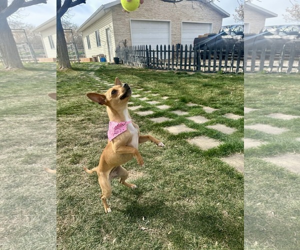 Medium Photo #3 Chihuahua Puppy For Sale in Sandy, UT, USA