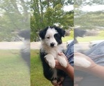 Small Photo #1 Australian Shepherd Puppy For Sale in TEXARKANA, TX, USA