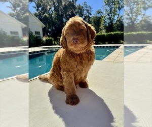 Goldendoodle Puppy for Sale in DELAND, Florida USA