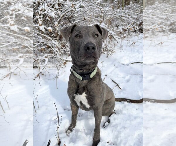 Medium Photo #3 Mutt Puppy For Sale in Rockaway, NJ, USA