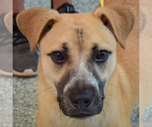 Black Mouth Cur-Unknown Mix Dogs for adoption in Huntley, IL, USA