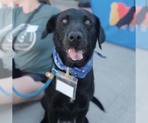 Medium Photo #12 Labrador Retriever-Unknown Mix Puppy For Sale in San Diego, CA, USA