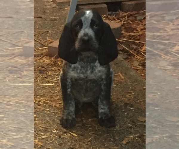 Medium Photo #1 Bluetick Coonhound Puppy For Sale in KALISPELL, MT, USA