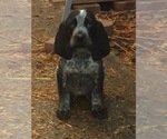 Small Photo #1 Bluetick Coonhound Puppy For Sale in KALISPELL, MT, USA
