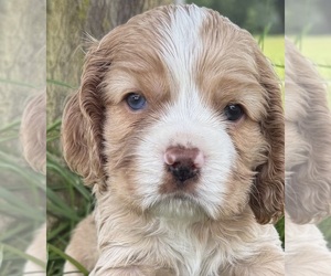 Medium Cocker Spaniel