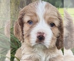 Puppy Puppy 2 Cocker Spaniel
