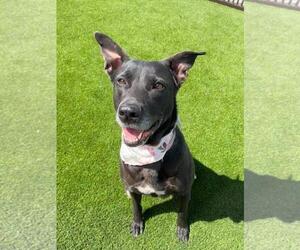 Stormy-$75 Adoption Fee! Diamond Dog! - Female Labrador Retriever-Unknown Mix Dog for Adoption - Photo #20