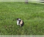 Small #4 American Corgi
