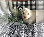Small Photo #3 Goldendoodle Puppy For Sale in MARQUAND, MO, USA