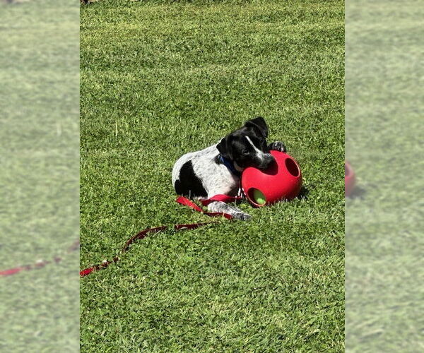 Medium Photo #5 Mutt Puppy For Sale in Garden City, NY, USA