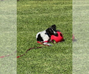 Reebie - Female Mutt Dog for Adoption - Photo #5
