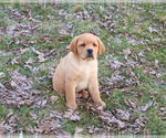 Small #13 Labrador Retriever
