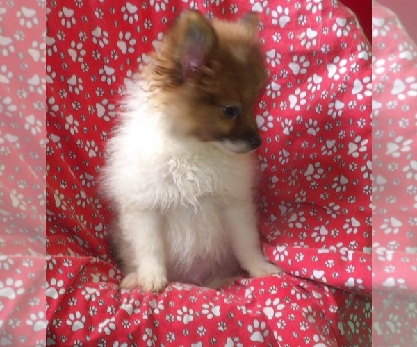 Medium Photo #4 Pomeranian Puppy For Sale in PATERSON, NJ, USA