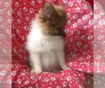 Small #3 Pomeranian