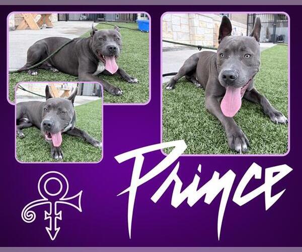 Medium Photo #2 American Pit Bull Terrier Puppy For Sale in Pearland, TX, USA