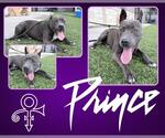 Small #1 American Pit Bull Terrier