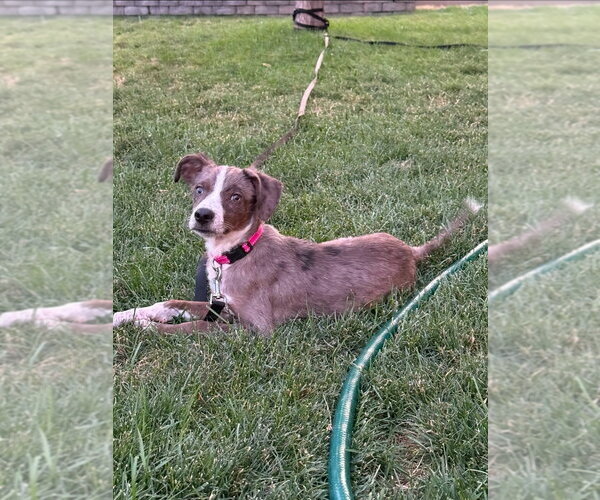 Medium Photo #3 Catahoula Leopard Dog-Unknown Mix Puppy For Sale in Salt Lake City, UT, USA