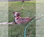 Small #2 Catahoula Leopard Dog Mix
