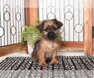 Shorkie Tzu Puppy for sale in NAPLES, FL, USA