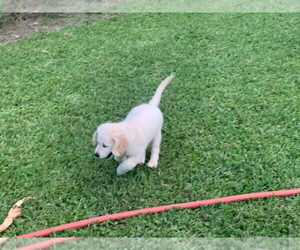Medium Photo #4 Golden Retriever Puppy For Sale in MIAMI, FL, USA