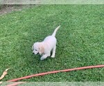 Small #3 Golden Retriever