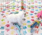 Small #7 Cavapoo (Miniature)-Poodle (Toy) Mix