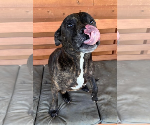 Medium Photo #2 American Pit Bull Terrier-Unknown Mix Puppy For Sale in Germantown, OH, USA