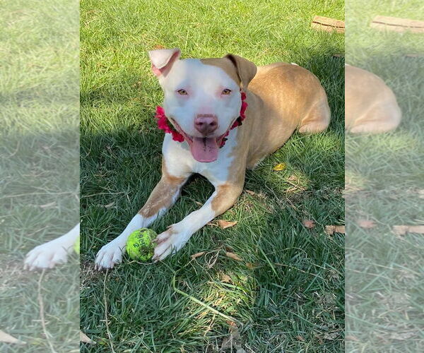 Medium Photo #11 American Pit Bull Terrier-Unknown Mix Puppy For Sale in Redlands, CA, USA