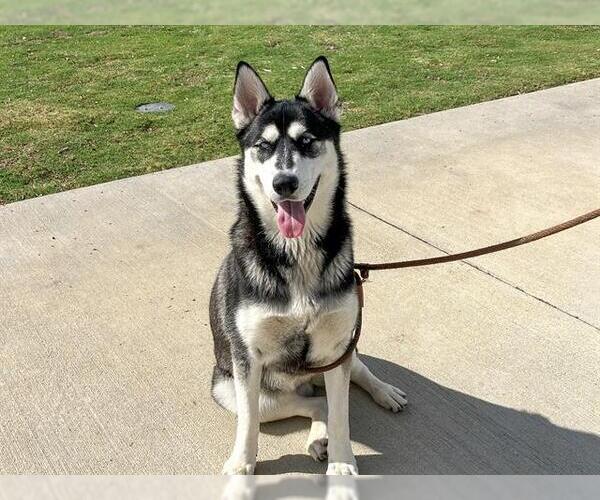 Medium Photo #2 Siberian Husky Puppy For Sale in Orange, CA, USA
