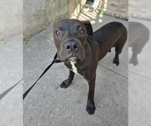 American Staffordshire Terrier-Unknown Mix Dogs for adoption in San Antonio, TX, USA