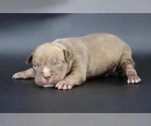 American Bully Puppy for sale in CHAMPAIGN, IL, USA